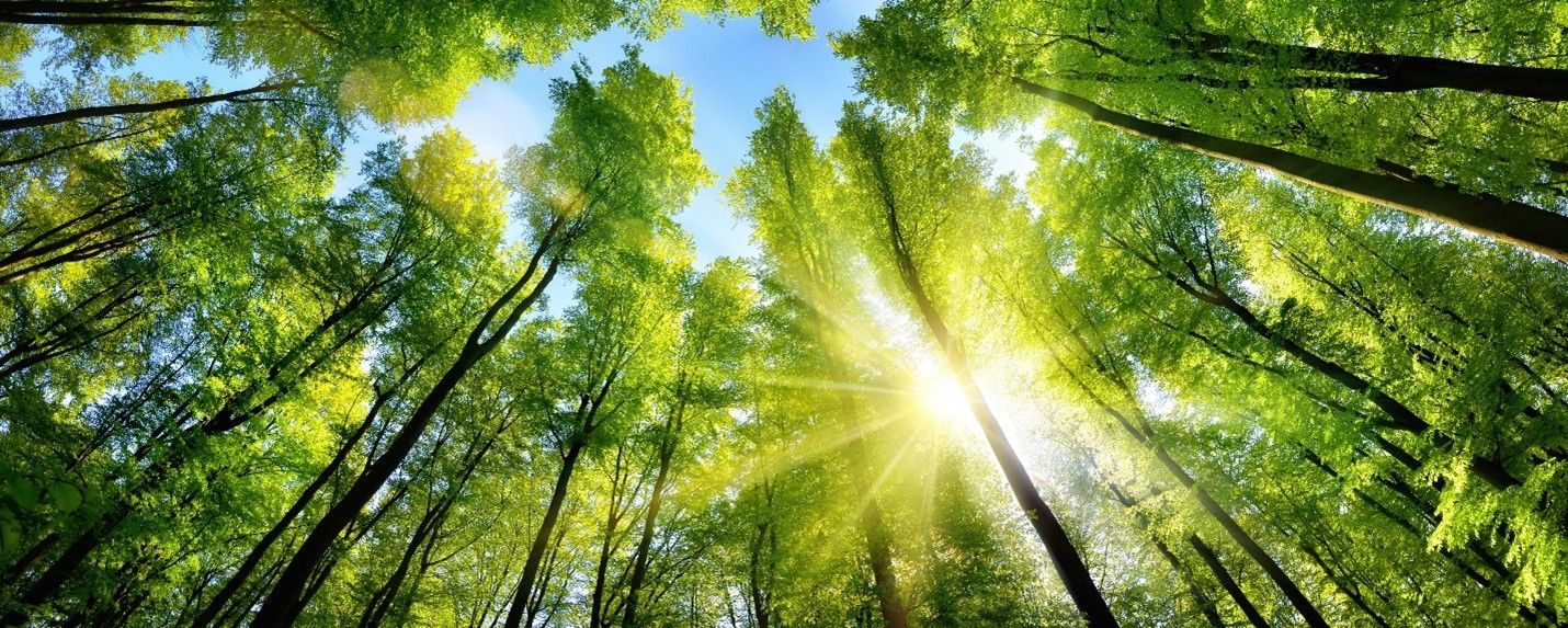 A view looking up at tall green trees in a sunlit forest, with sunlight filtering through the leaves and creating a bright, natural setting. This image represents the connection between nature and the oil and gas industry's focus on sustainability and ESG principles.